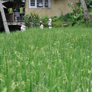 Rice Fields Ubud Bali travel ©ItsM.Sherif