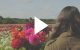 flowerfields Fam Flower Farm brand video